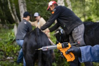 Jeremy Wittorski, veterinaire du village de Volleges administre un vaccin contre la dermatose nodulaire contagieuse a des vaches de la race d'Herens le mardi 29 juillet 2025 dans un paturage de la vallee du Trient en Valais, pres de la frontiere avec la France. Face a la progression de la dermatose nodulaire contagieuse (DNC) en France voisine, le canton du Valais prend des mesures de protection sanitaires en rendant la vaccination obligatoire pour plus de 2'000 bovins